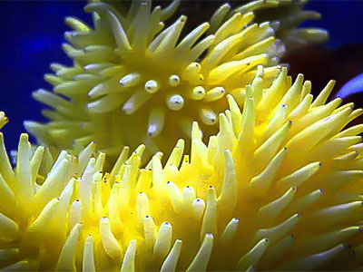 شقایق سبا زرد