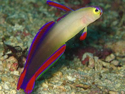 نیزه ماهی دکوراتیو