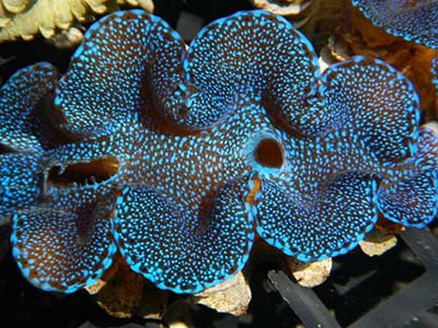 صدف ماکسیما سبزآبی