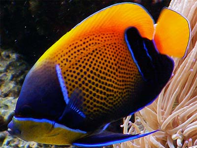 فرشته ماهی مجستیک (بالغ)