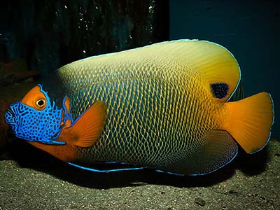 فرشته ماهی بلو فیس