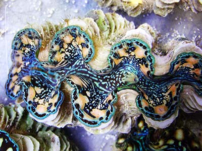 صدف ماکسیما چند رنگ