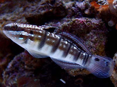 گابی اسلیپر راه راه