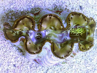 صدف ماکسیما طلایی