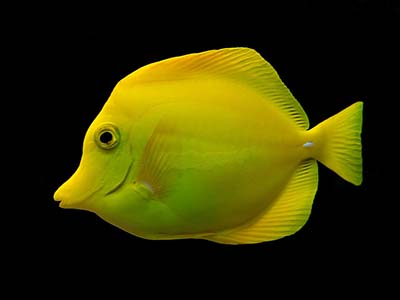 جراح ماهی زرد