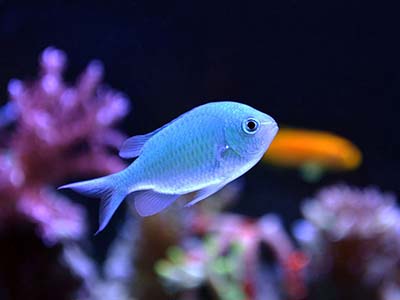 کرومیس سبز آبی