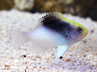 دامسل رولندی