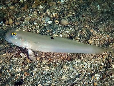 گابی شش خال