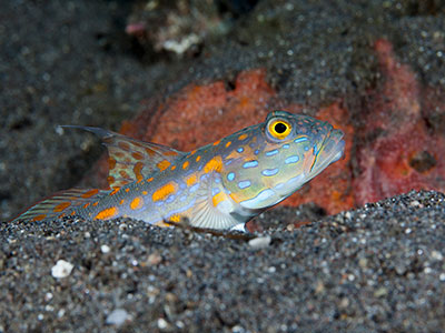 گابی خال نارنجی