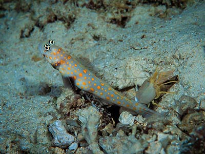 گابی میگو خال نارنجی