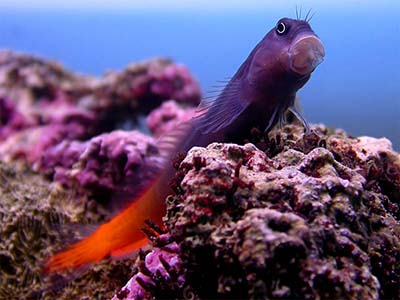 بلنی بای کالر