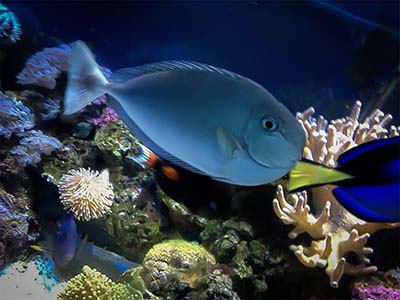 جراح ماهی تک شاخ خالدار آبی