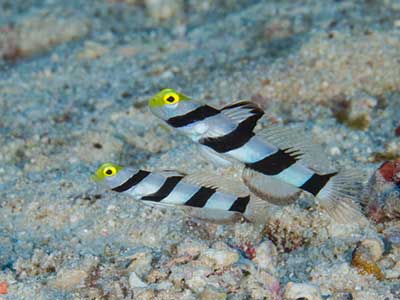 گابی پوزه زرد