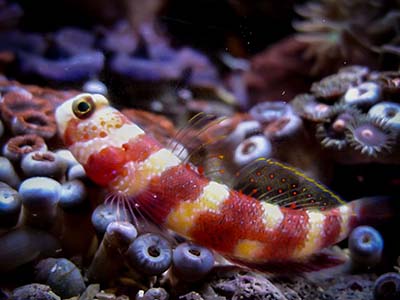 گابی دیده بان ویلر