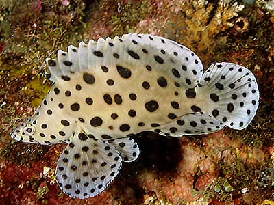 گروپر پلنگی