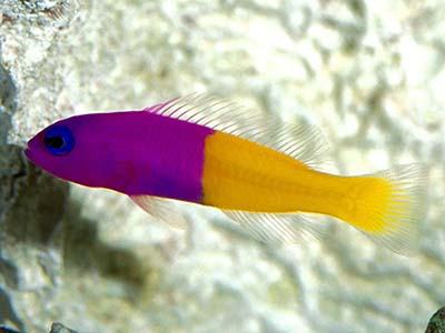 رویال داتی بک