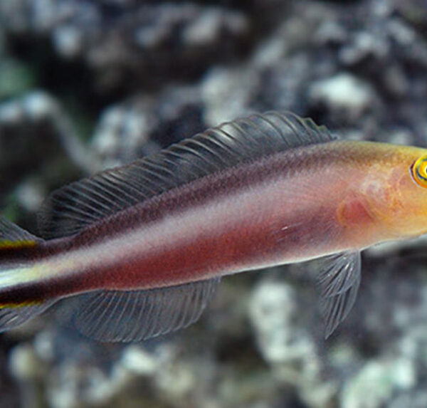 داتی بک دو خط