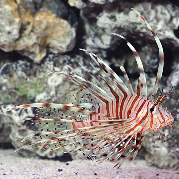 دیو فیش_Devil Lionfish