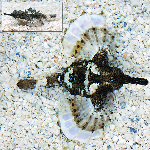 پروانه دریای اژدها