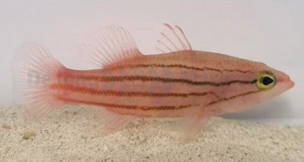 باسلت سوسامی