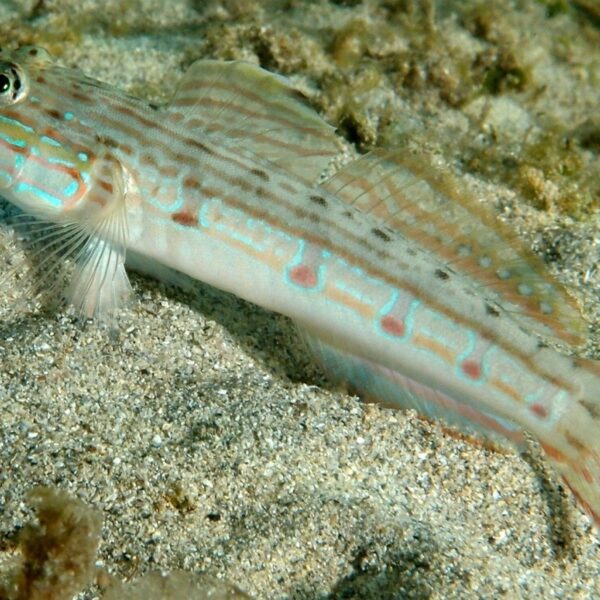 گابی اسلیپر باله بلند خال قهوه ای