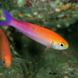 آنتیاس اسلندر سرخابی - تصویر 3