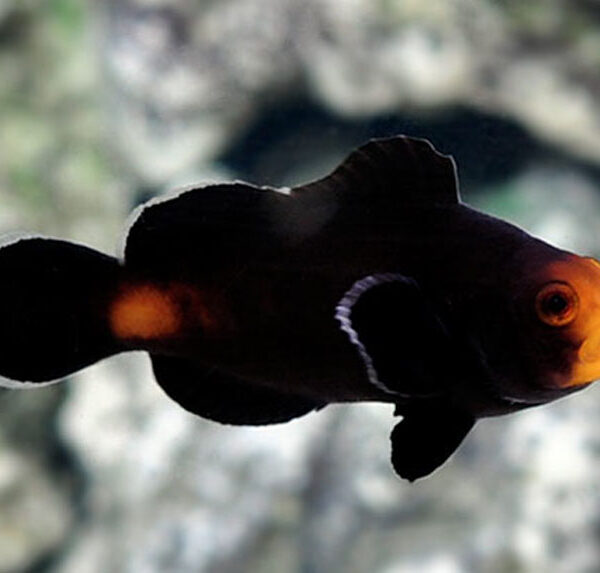 دلقک ماهی نیمه شب