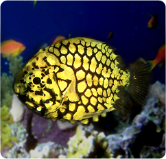 جعبه ماهی پفک پیناپل طلایی