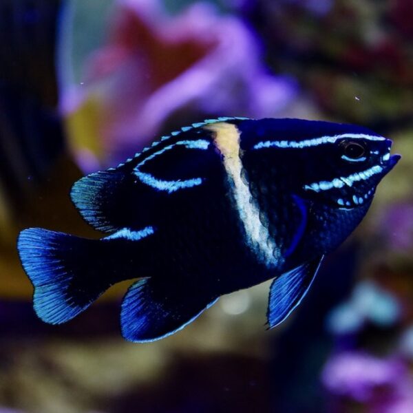 دامسل بلو ولوت