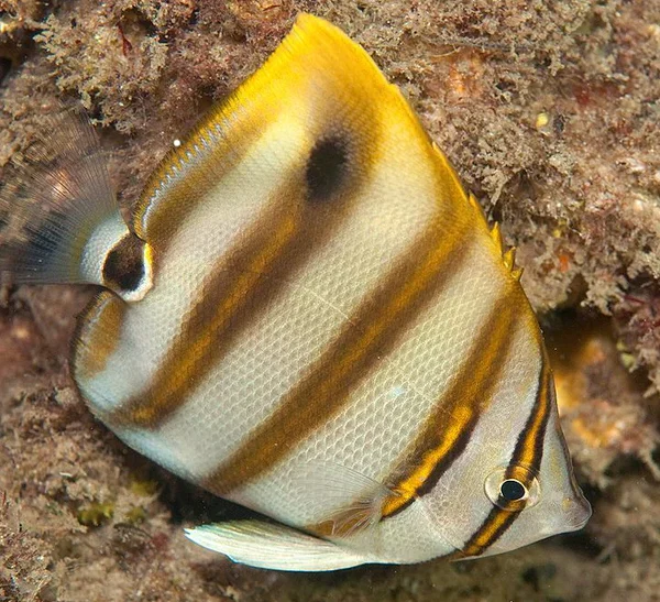 خفاش ماهی دروغین