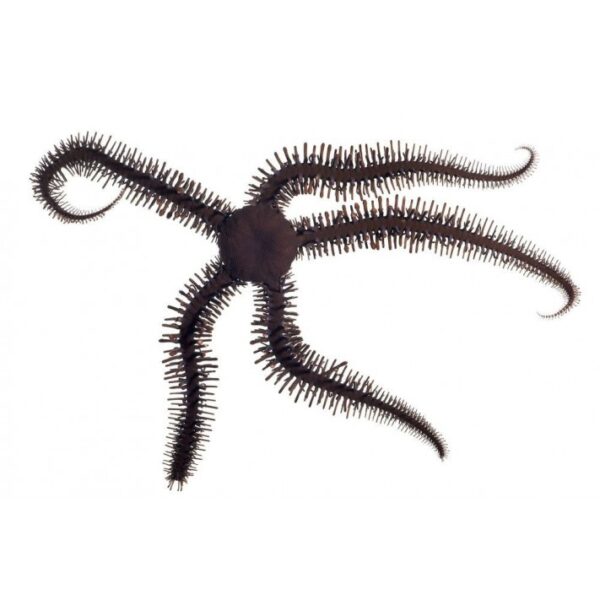 ستاره دریایی شکننده سیاه