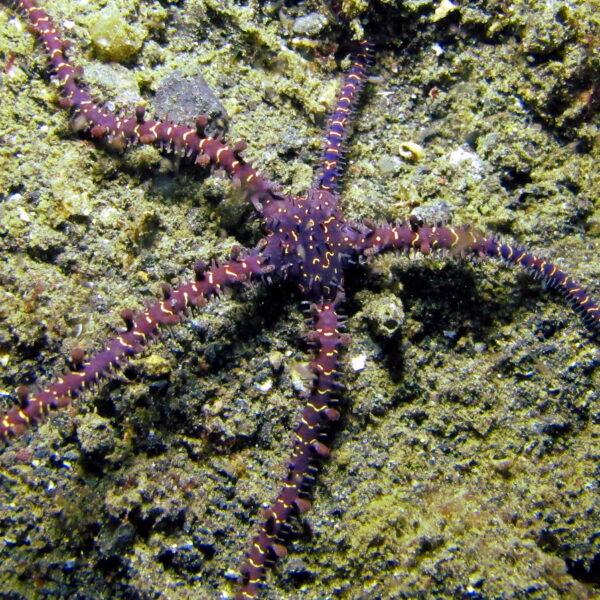 ستاره دریایی شکننده بنفش