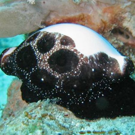 صدف تایگریس