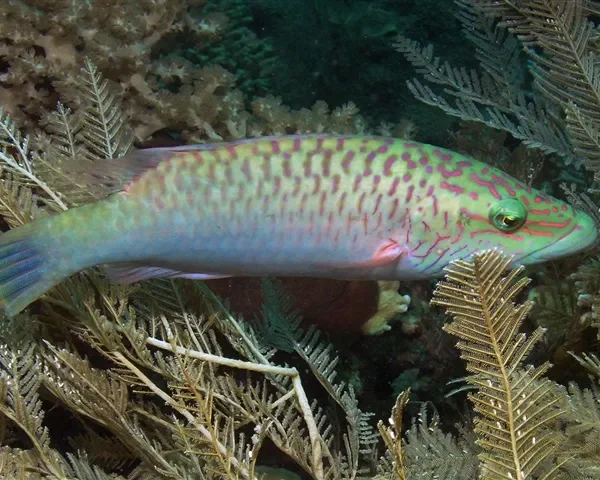 راس گونه خط دار