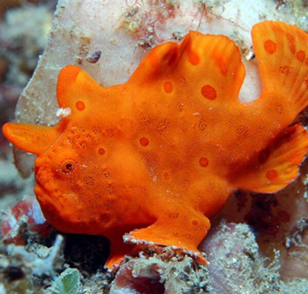 انگلر قرمز/نارنجی