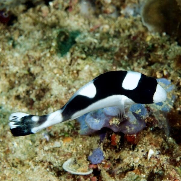 لب شکری پاندایی