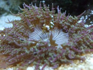 شقایق شنی نوک زرد