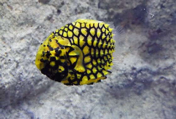 جعبه ماهی پفی آناناسی