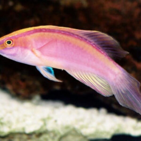 راس فرشته ی رزبند