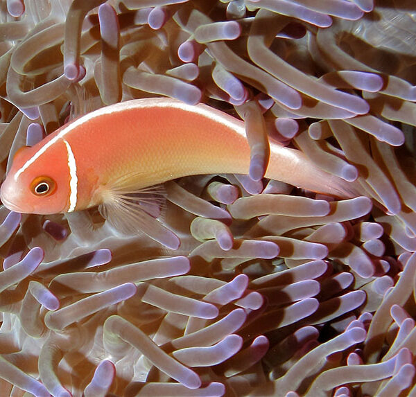 دلقک ماهی اسکانک صورتی