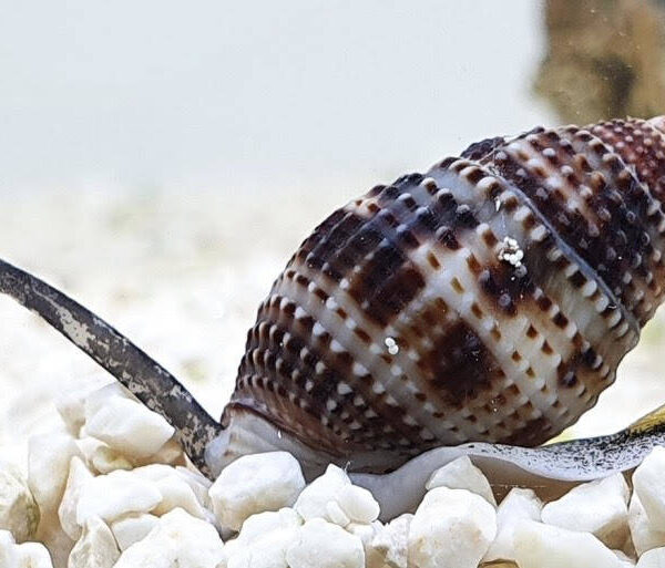 حلزون ناساریوس