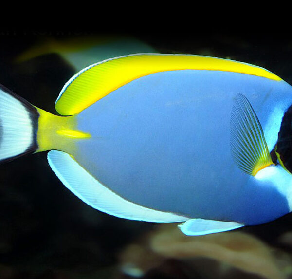 جراح ماهی پادربلو