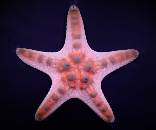 ستاره دریایی نودولار