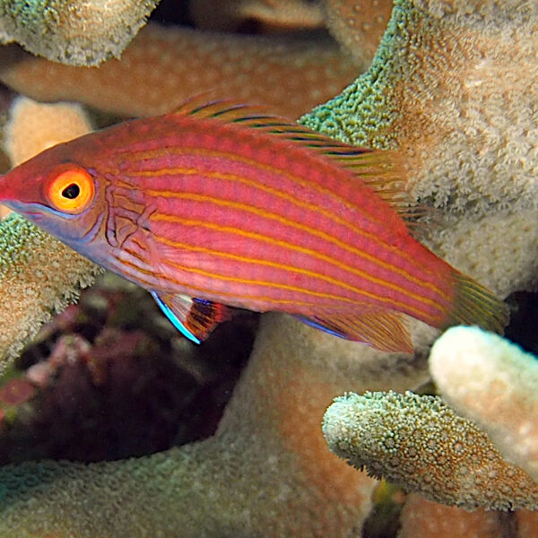 راس پینک استریکد