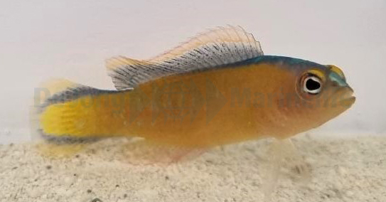 استالون داتی بک