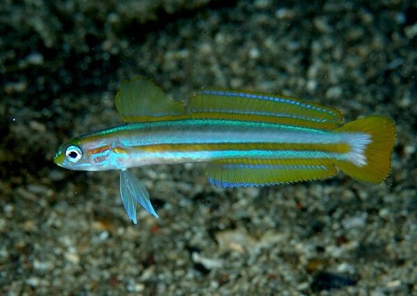 گابی دارت با شکوه