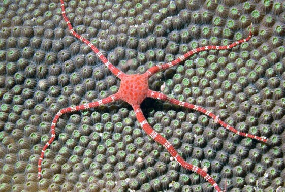 ستاره دریایی ماری قرمز