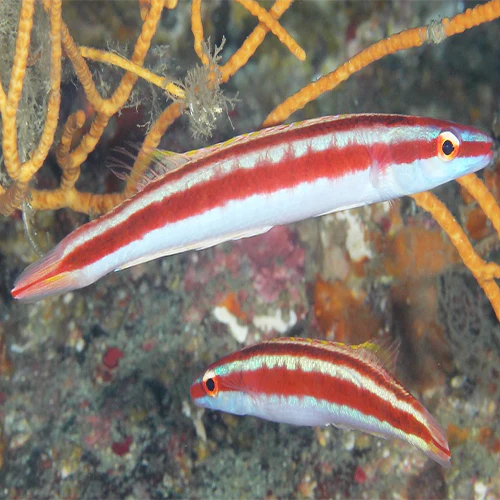 هاگ راه راه قرمز