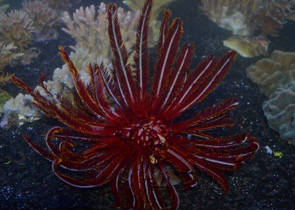 ستاره لاله قرمز