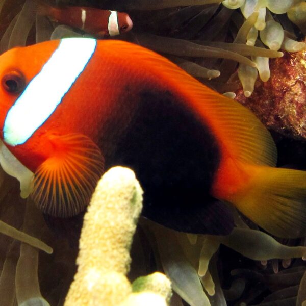 دلقک ماهی پشت سیاه